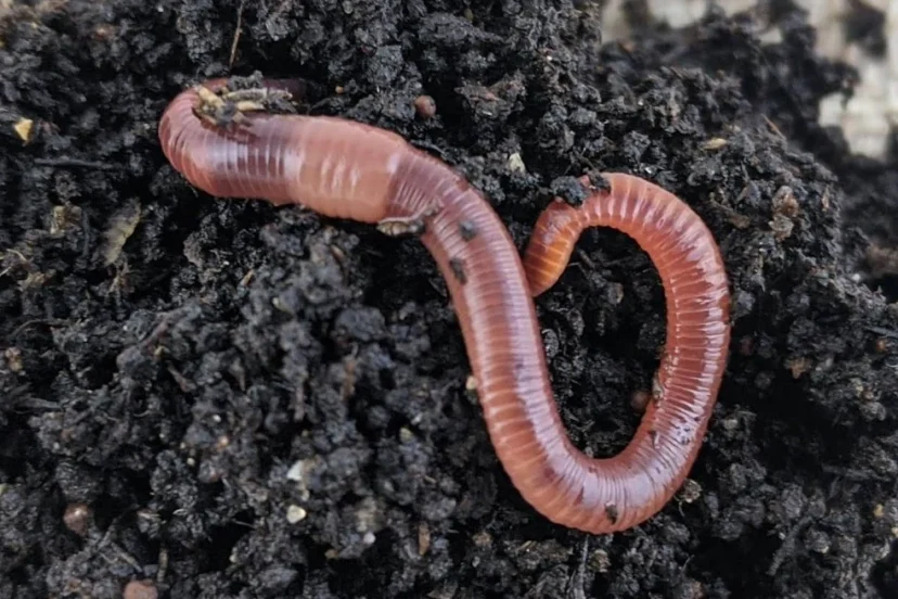 European Nightcrawlers