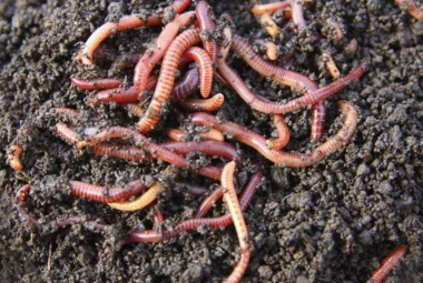 Tiger Worms