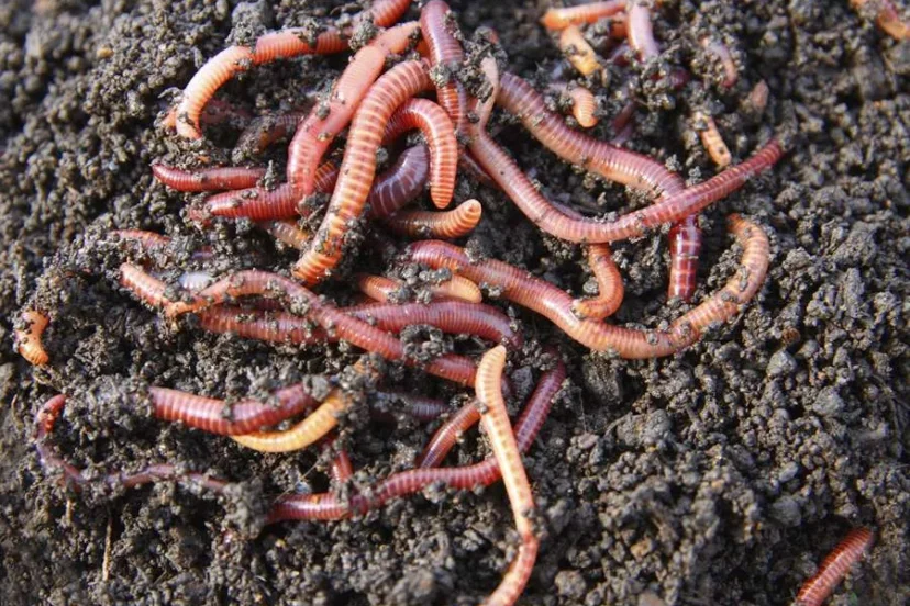 Tiger Worms