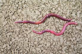 Tiger Worms