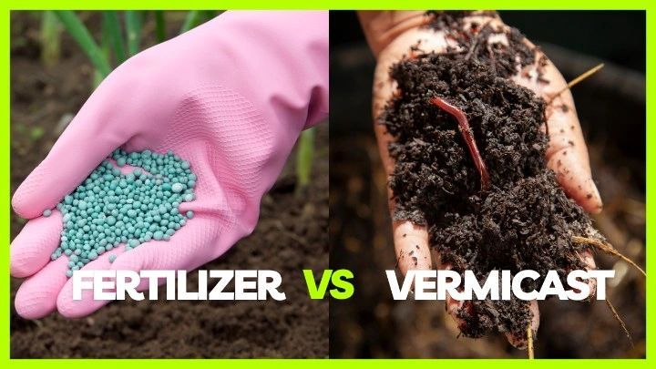 Vermicast vs Synthetic Fertilisers
