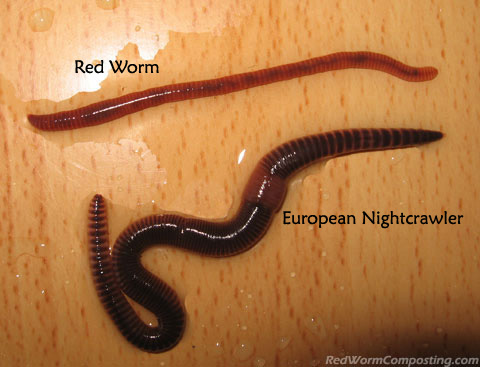 European Nightcrawlers