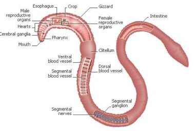 Selecting The Right Worm